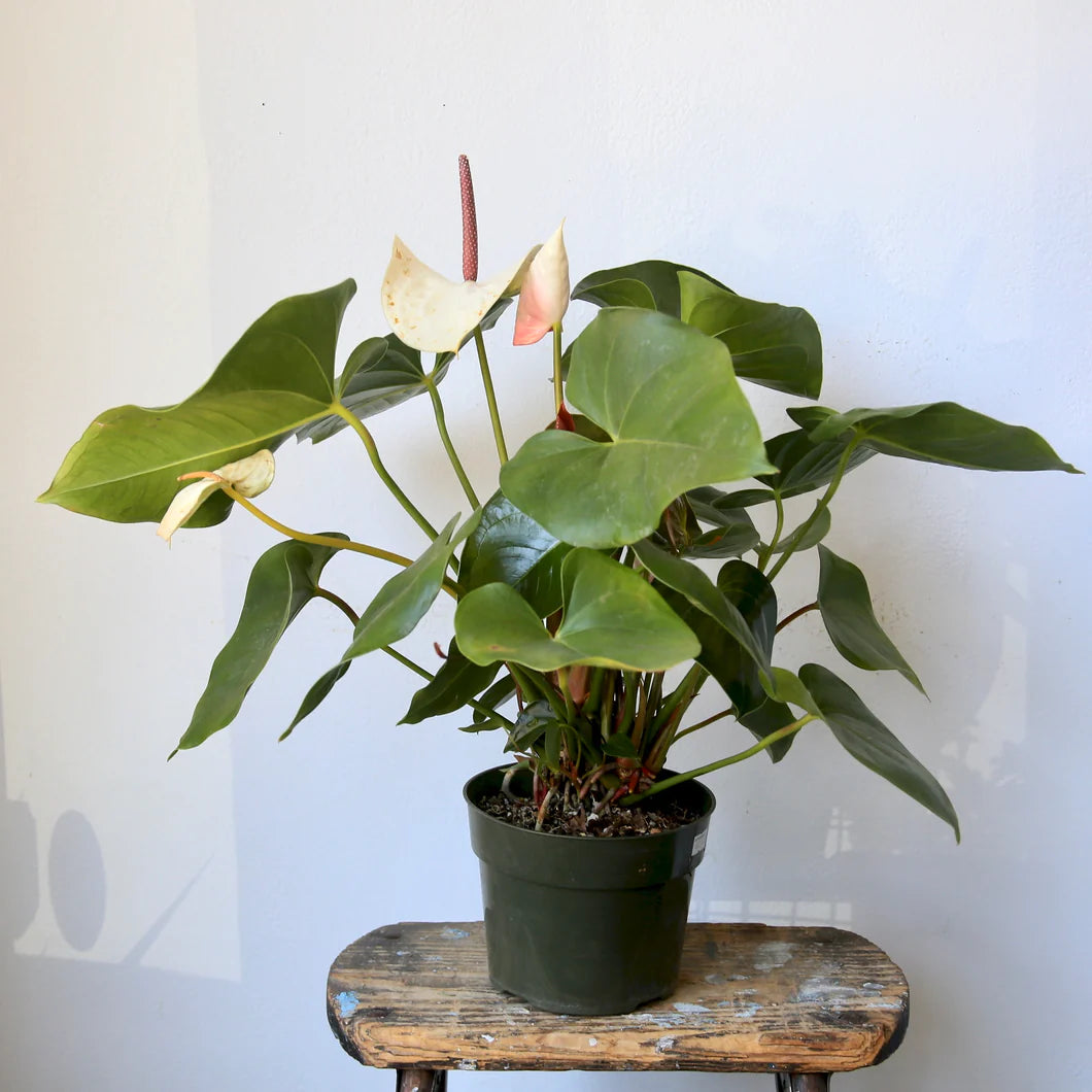 6" ANTHURIUM PLANT