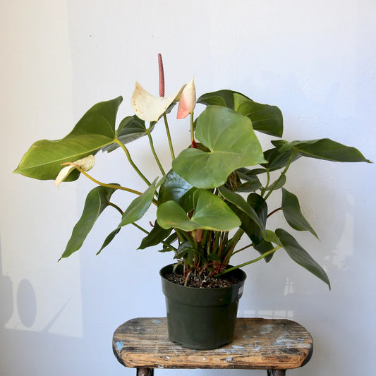6" ANTHURIUM PLANT