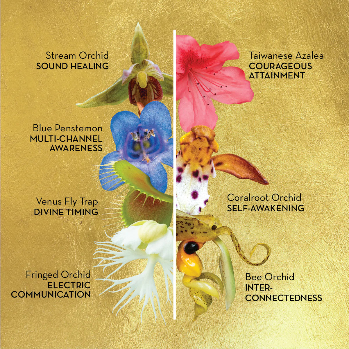 SACRED AWARENESS FLOWER ESSENCES