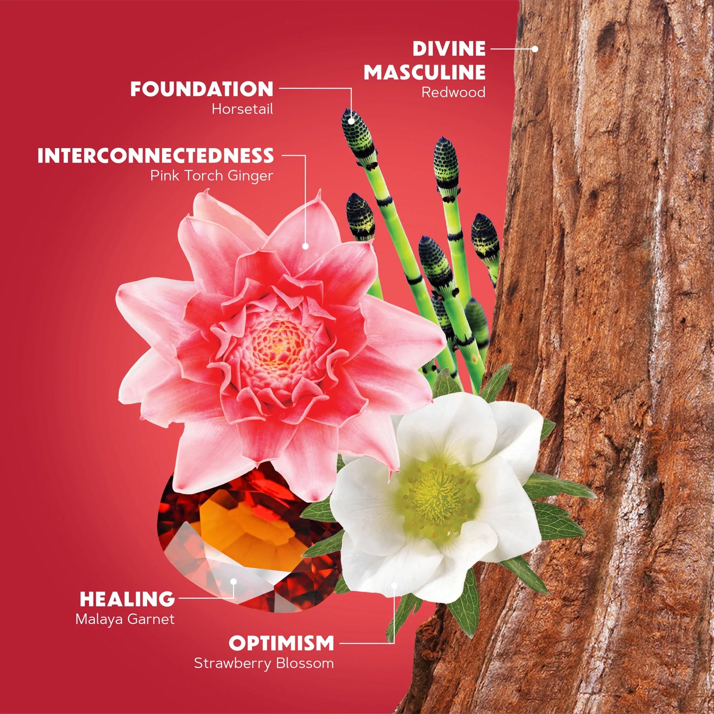 TRUE STRENGTH FLOWER ESSENCES